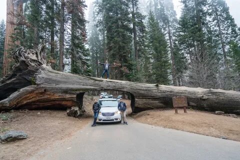 Hard times at sequoia state park