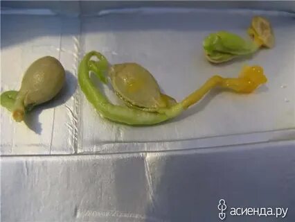 Сколько прорастает косточка мандарина