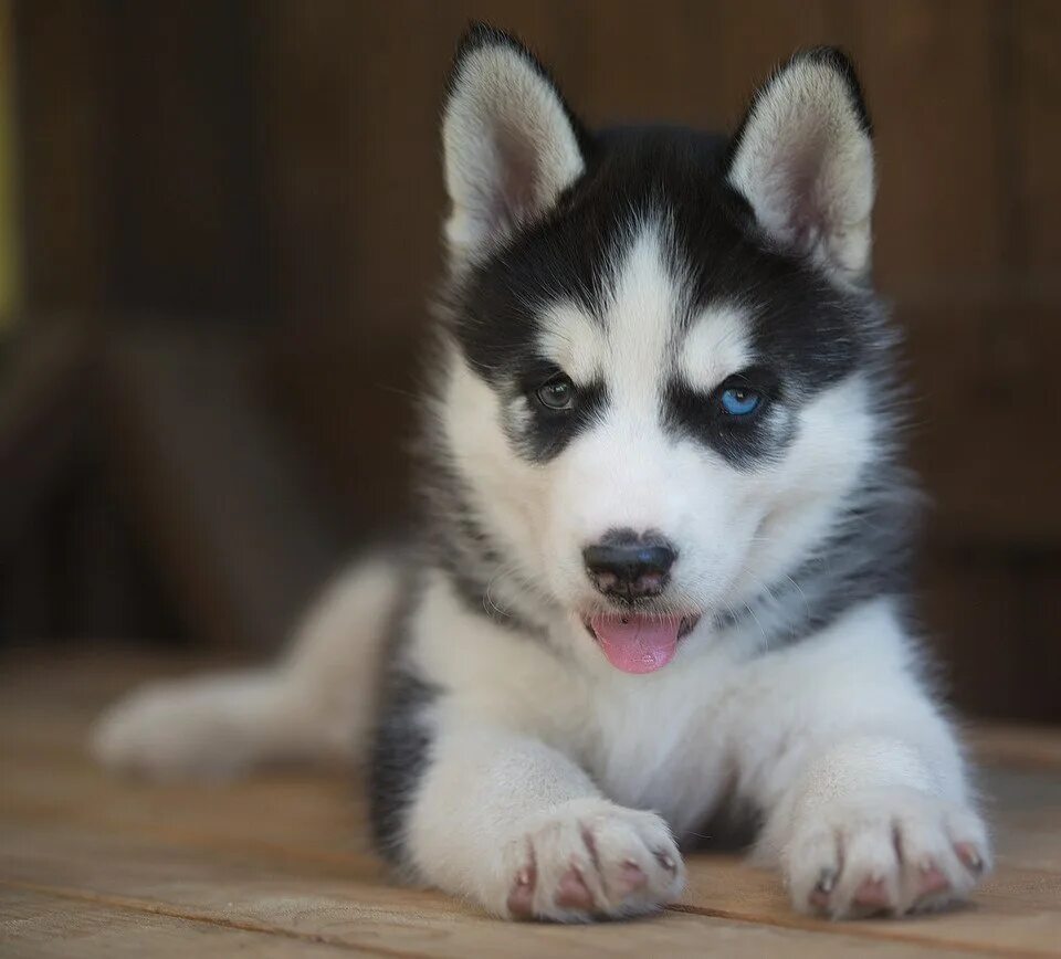 Сибирские хаски (siberian husky). Сибирская хаски маленькая. Щенок хаски картинки. Хаски сибериан. Щенок хаски картинки.