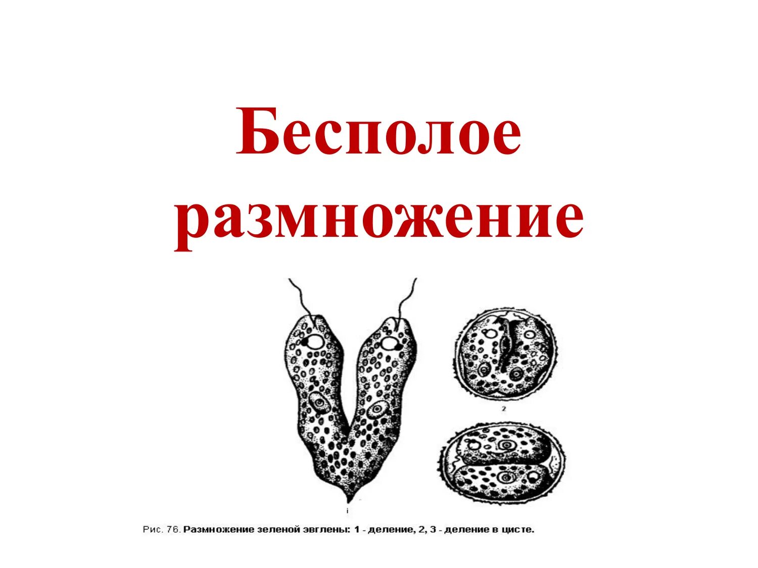 Бесполое размножение. Способы бесполого размножения. Способы размножения организмов. Бесполое размножение 10 класс биология.