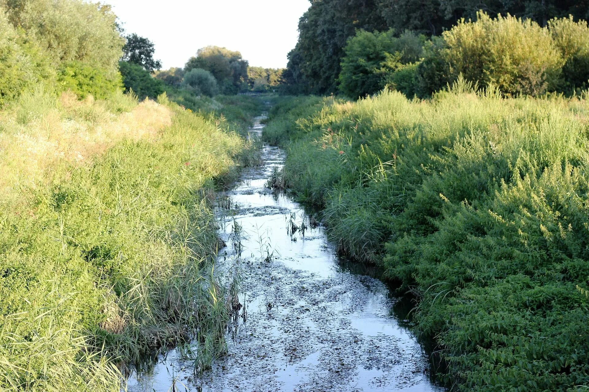 Заросли у реки. Заросшая река. Зарастание водоема. Оросительный водоем.