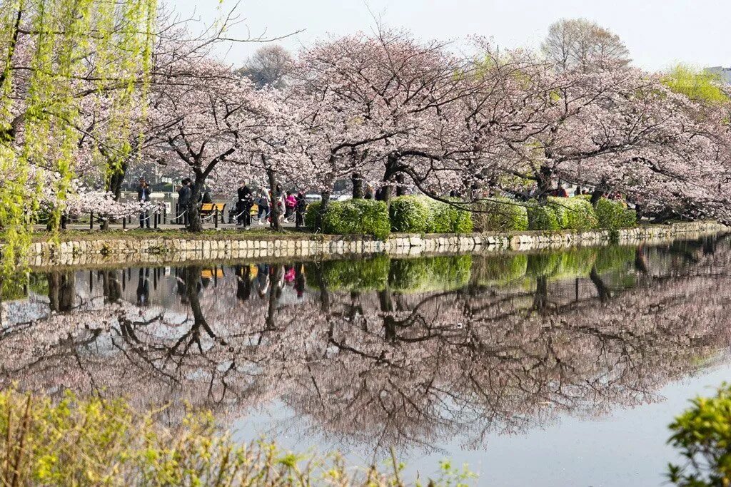 Уено. Сад Уэно Токио. Парк Уэно в Японии. Парк Уэно и квартал музеев. Уено Коэн.
