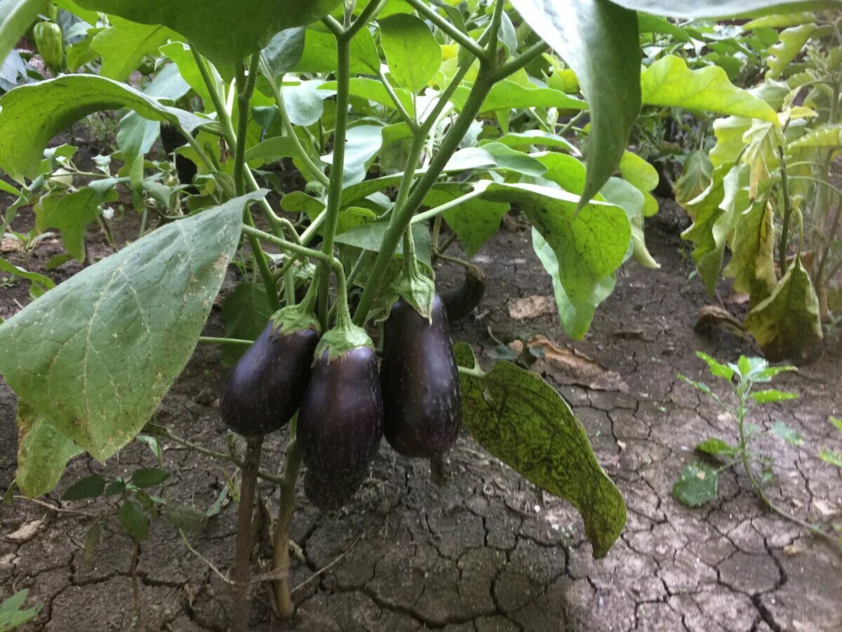 Рассада баклажан семядоли. Баклажаны рассада по месяцам. Посадка баклажан на рассаду. Всходы баклажан. Всходы рассады баклажан.