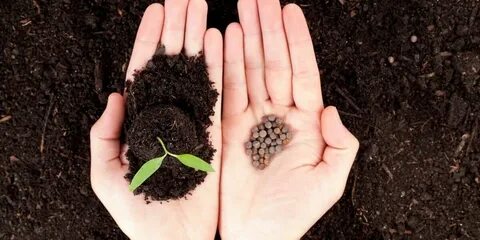 Какие семена лучшие для посадки