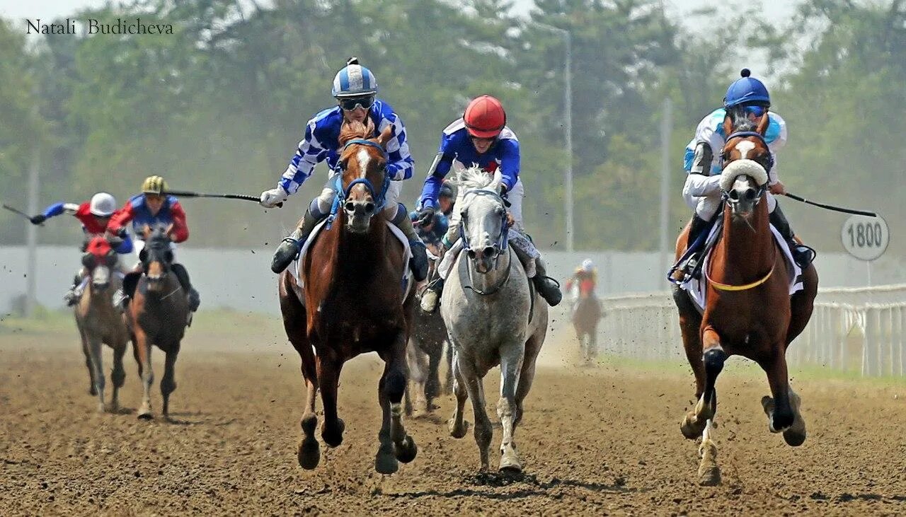 Гладкие скачки. Ипподром чолпон ата. Скачка 24. Скачки финиш. Ипподром в москве.