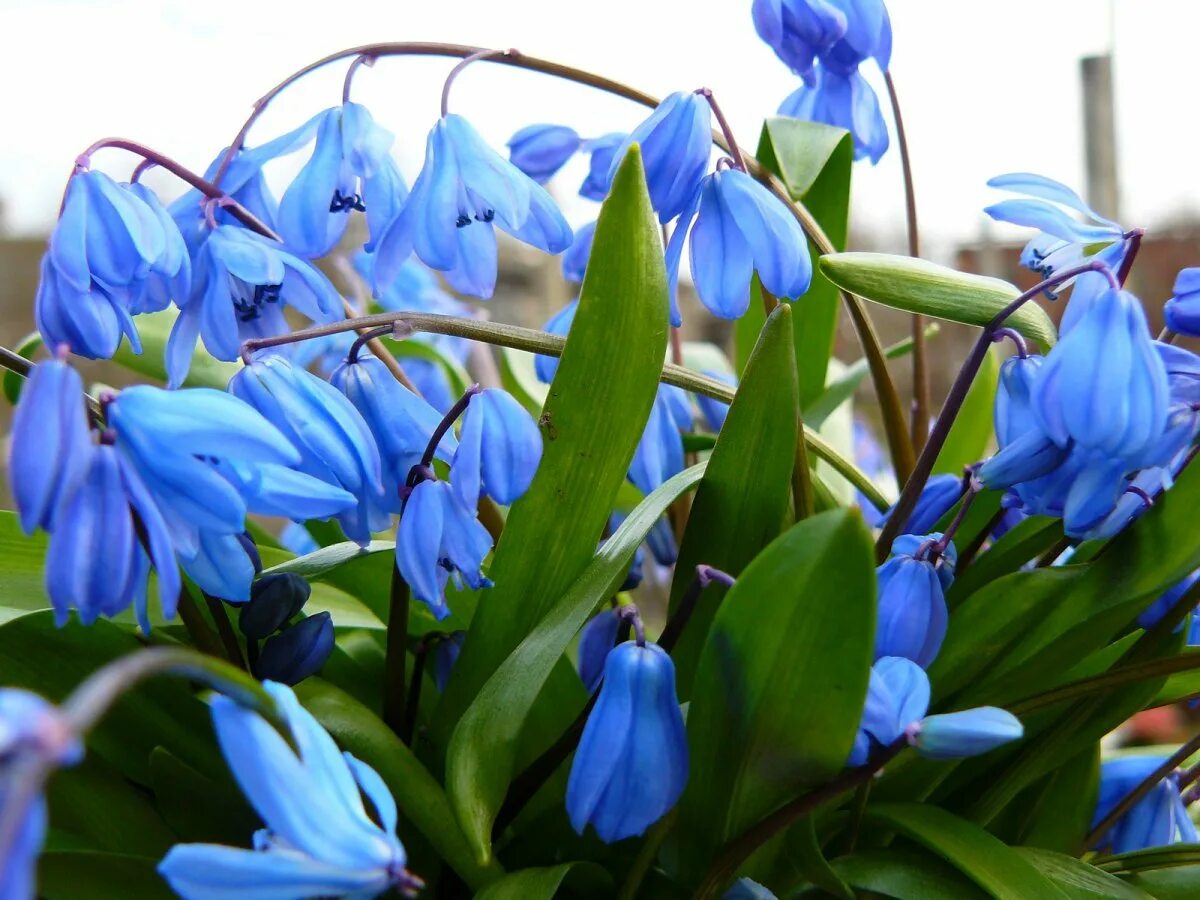 Сцилла (пролеска) колокольчатая. Мускари арменикум. Голубыми весенними цветами. Пролеска пролесковидная. Весенние первоцветы синие цветы.