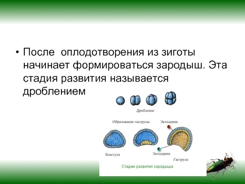 Стадии развития зародыша зигота. Этапы развития зиготы. Оплодотворение и формирование зиготы. Стадии дробления зиготы.