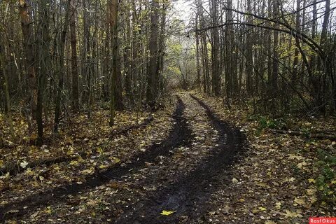 Км лес