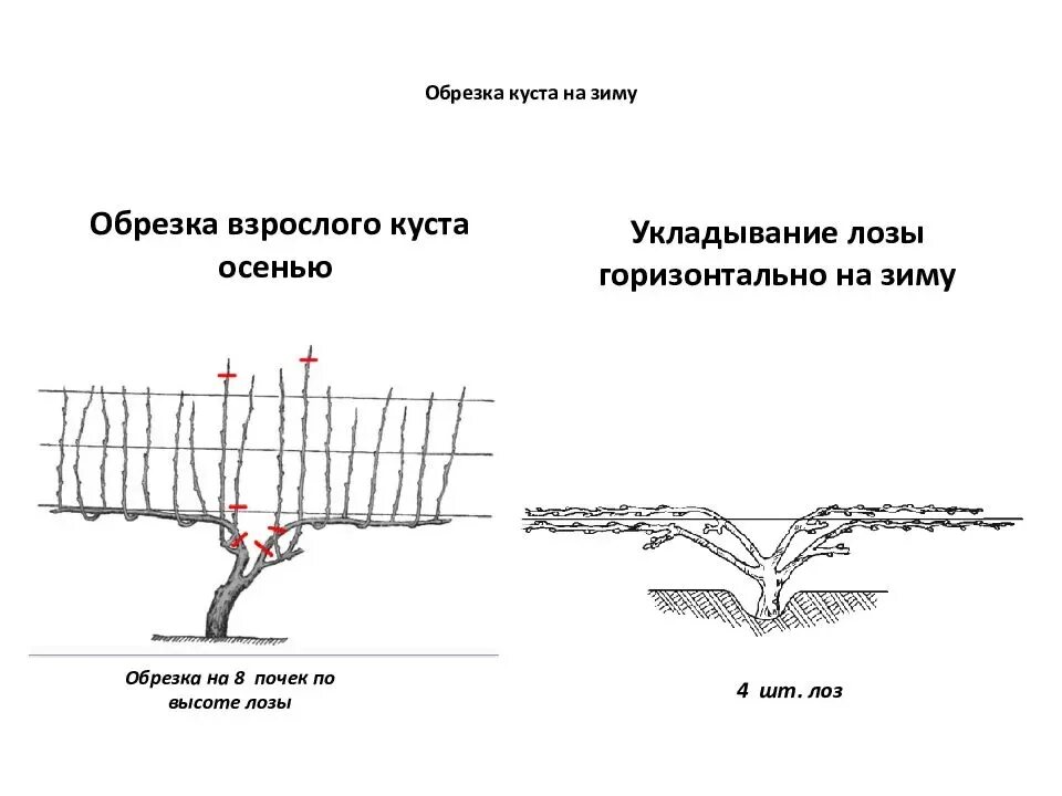 Правильно обрезать виноград осенью схема. Схема правильной обрезки винограда. Схема осенней обрезки винограда. Обрезка винограда весной. Обрезка винограда весной для начинающих как обрезать