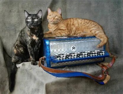 Кот баянов