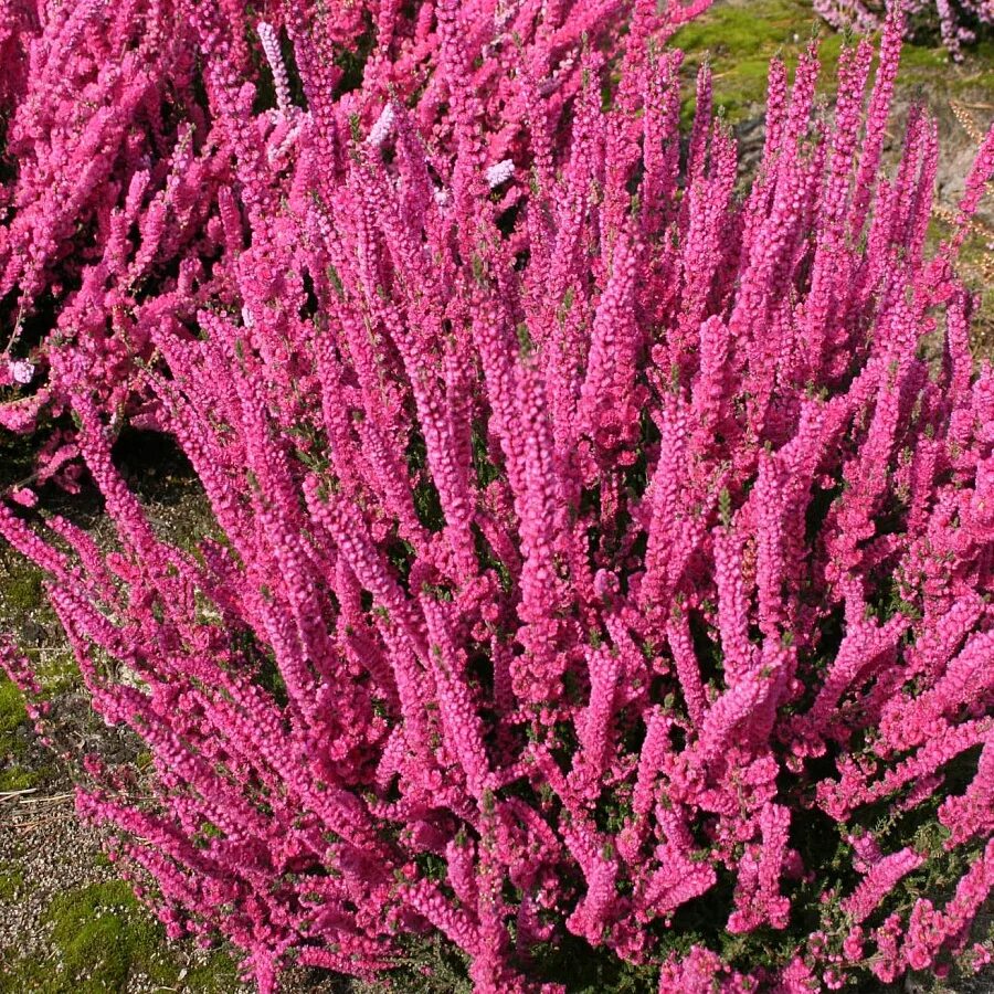 Вереск Carmen. Вереск Calluna vulgaris Carmen. Вереск обыкновенный (Calluna vulgaris). Вереск Jana