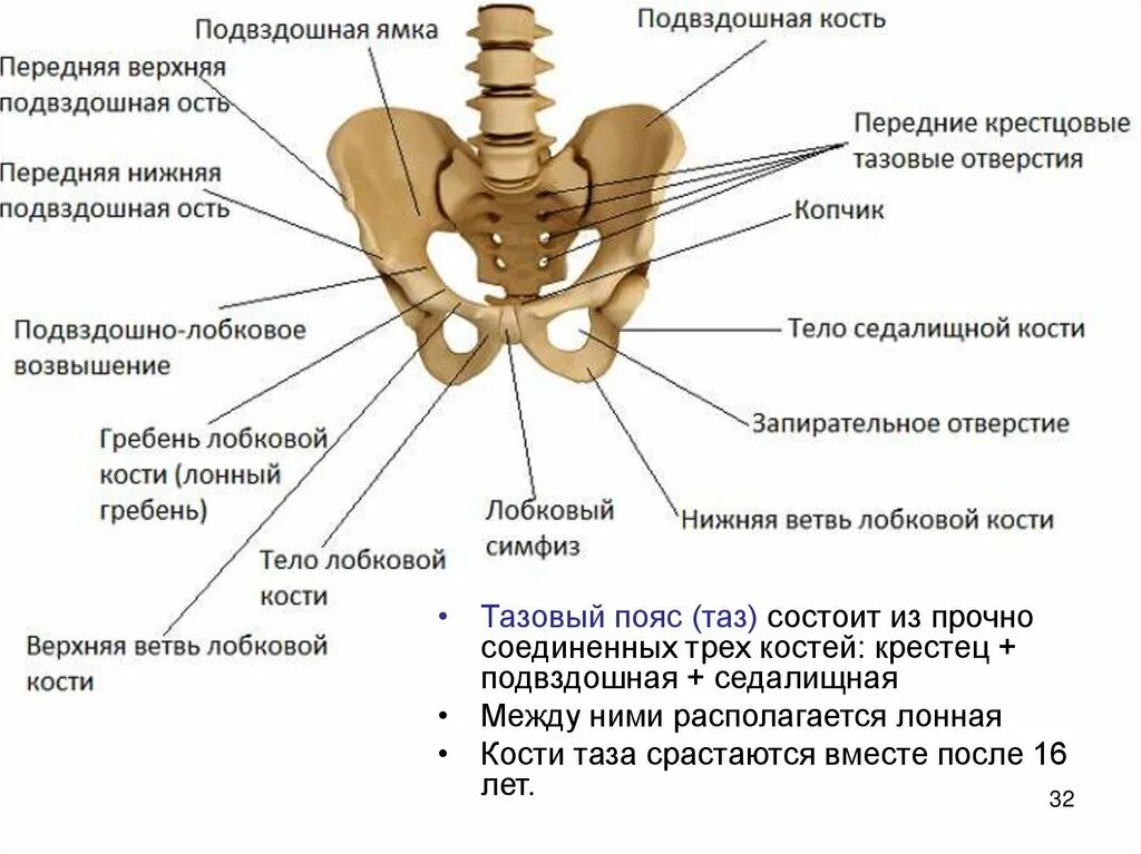 Подвздошная кость у женщин. Строение костного таза. Строение костей таза человека анатомия. Подвздошная кость анатомия строение. Строение скелета таза человека.