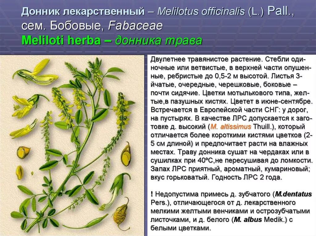 Форма жизни бобовых