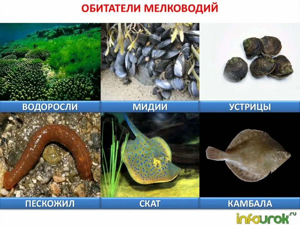 Жизнь в морях и океанах 5 класс. Обитатели мелководий. Морские обитаетлей мелководий. Морские обитатели мелко водия. Обитатели мелководий биология.