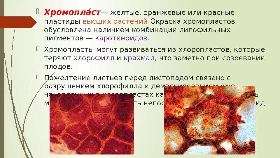Хромопласт содержит каротиноиды. Строение хромопласта томата. хромопласты желтые оранжевые. хромопласты название пигментов. растения с хромопластами.