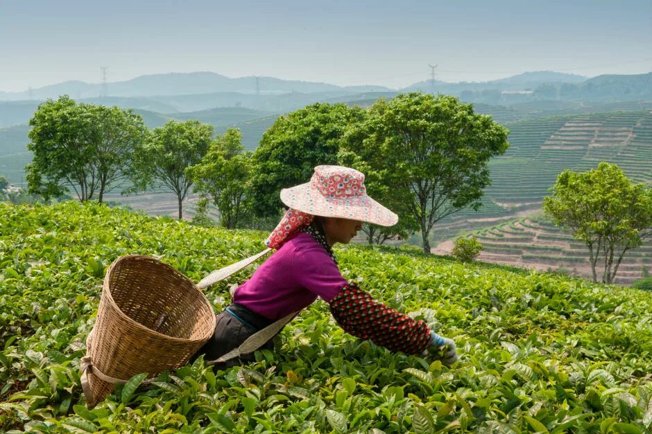 Утро чин. Чайна плинтации в Китае. Чайные плантации в Китае. ЧАЧАЙНЫЕ плантации Китай. Чайные плантации пуэра в Китае.
