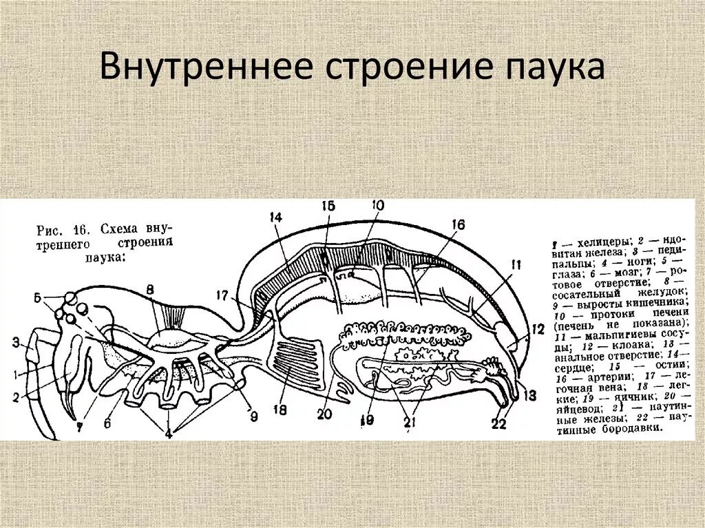 Паукообразные схема. Схема внутреннего строения паука. Внутреннее строение паука. Схема внутреннего строения паука крестовика. Внутреннее строение паукообразных схема.