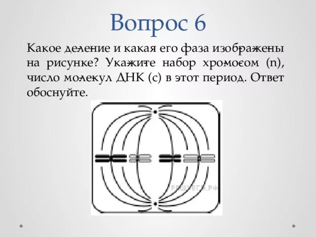 Задания егэ биология митоз мейоз. Определите Тип и фазу деления клетки. Определите Тип и фазу деле. Определите Тип и фазу деления клетки изображенной. Типы и фазы деления диплоидной клетки.