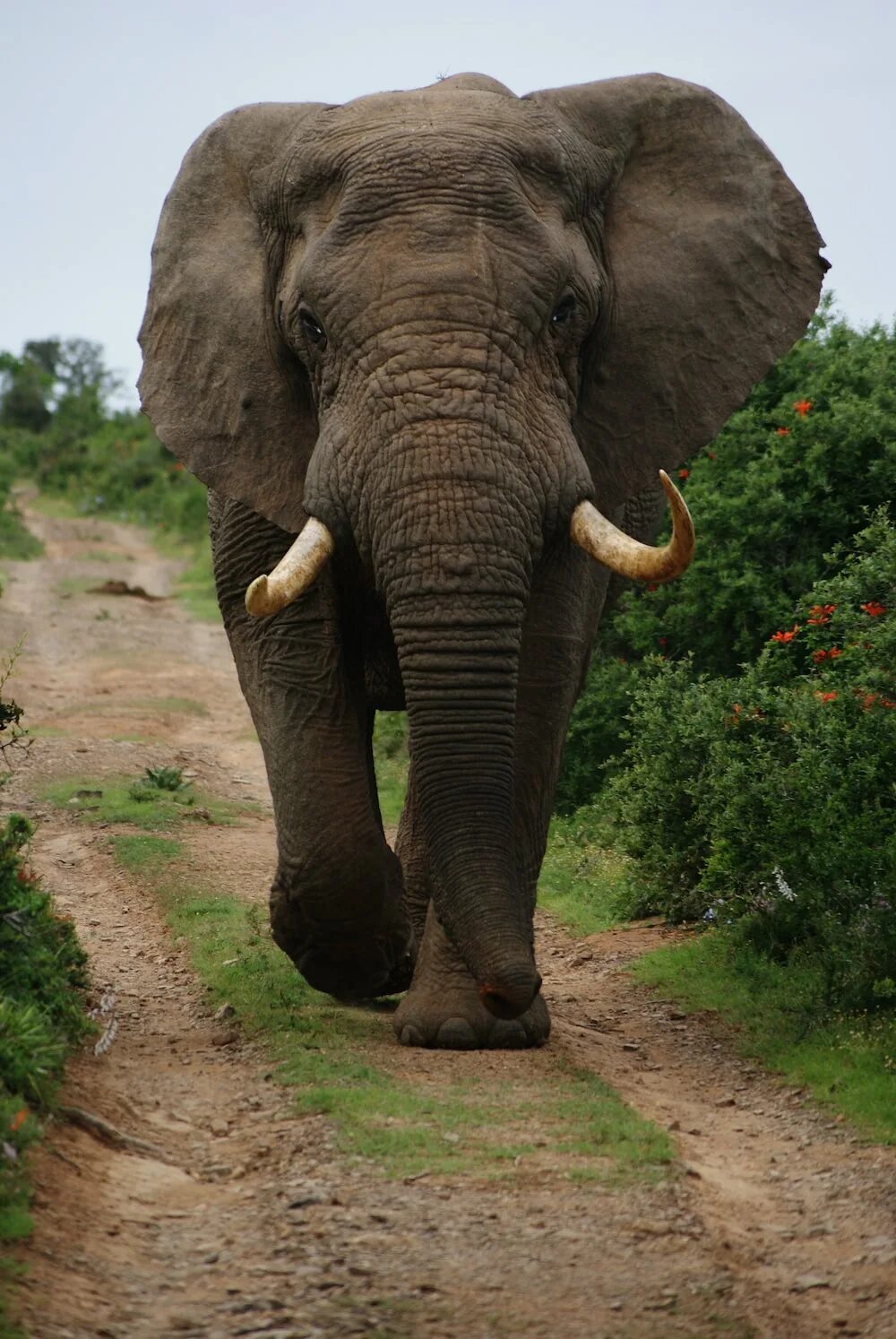 Слон. Слон животное. Огромный слон. Самый красивый слон.
