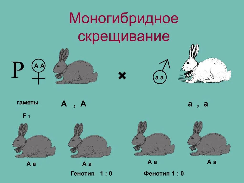 Фенотип соответствующий генотип. Моногибридное скрещивание анализирующее скрещивание. моногибридное скрещивание таблица. моногибридное скрещивание соотношение генотипов. схема дигибридного скрещивания кроликов.