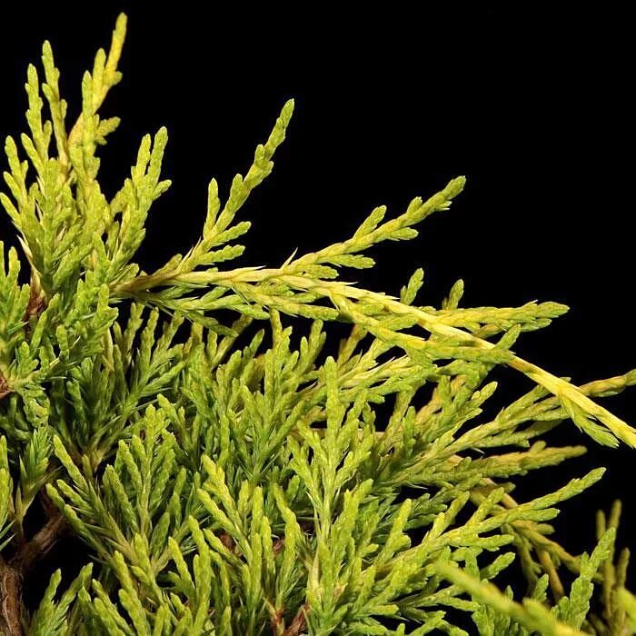 Juniperus media