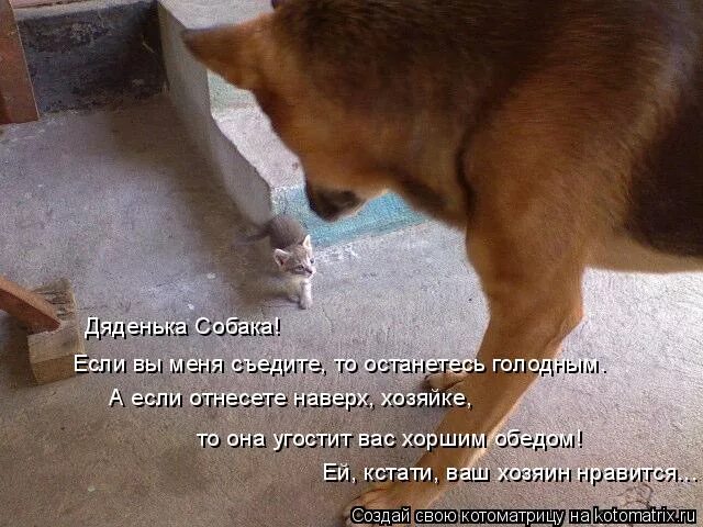 голодный мужчина. демотиваторы голодные. голодный юмор. голодным не буду 168. цитаты из книи тихий жон.