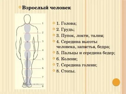 Середина туловища