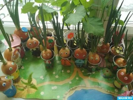 Огород на окне лук