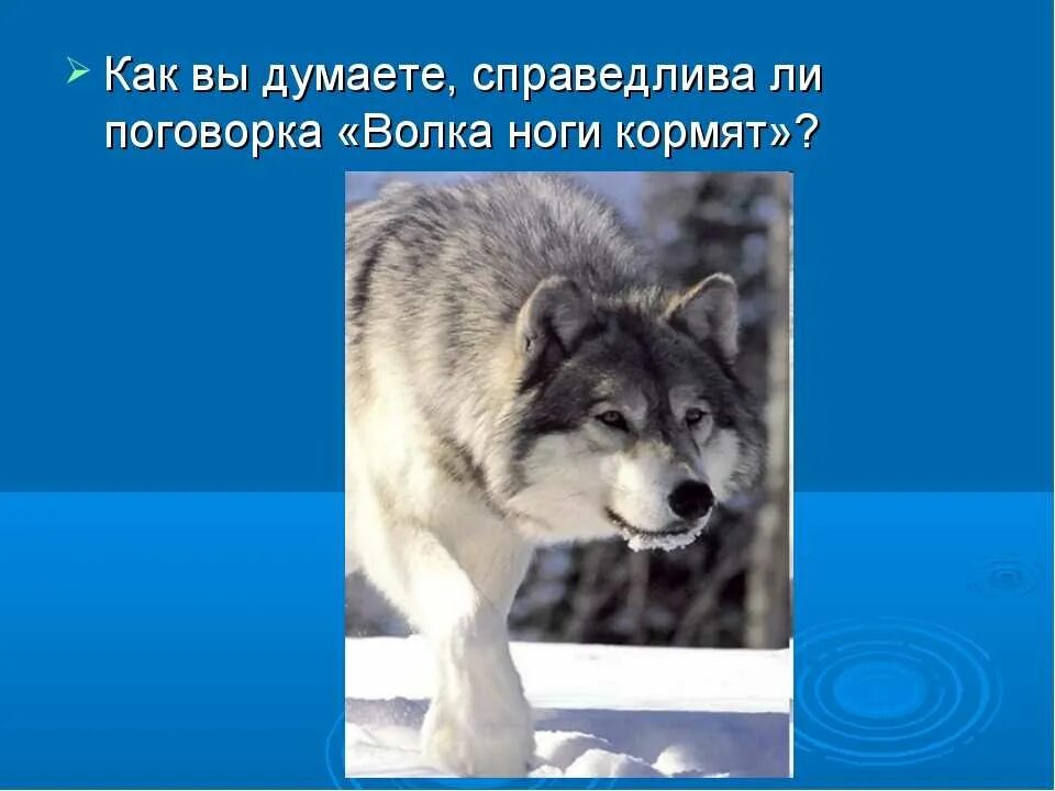 Пословицы о животных. Пословицы про волка. пословицы про волков. пословицы и поговорки о волке. поговорки про волков.