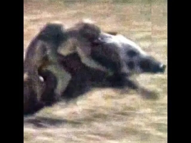Обезьяны на кабане видео. Обезьяна на кабане. мартышка на кабане. обезьяны убегают на кабане. шимпанзе на кабане.