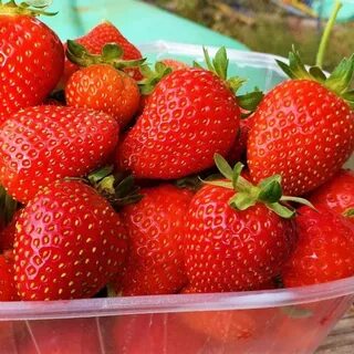 Клубника земляника садовая