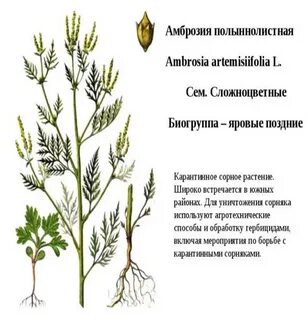Амброзия растение описание