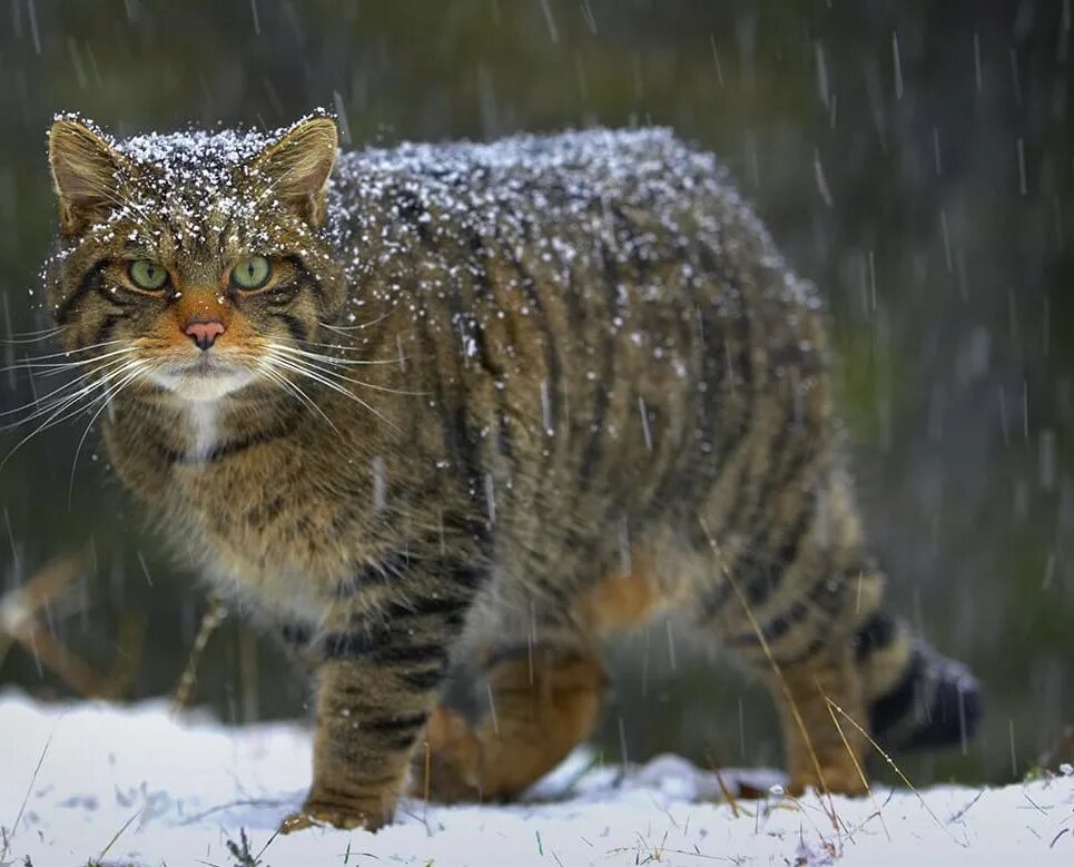 Лесной кот Felis Silvestris. Европейский Лесной кот камышовый дикий. Лесной камышовый кот. Среднеевропейский дикий Лесной кот. Песни дикая кошка