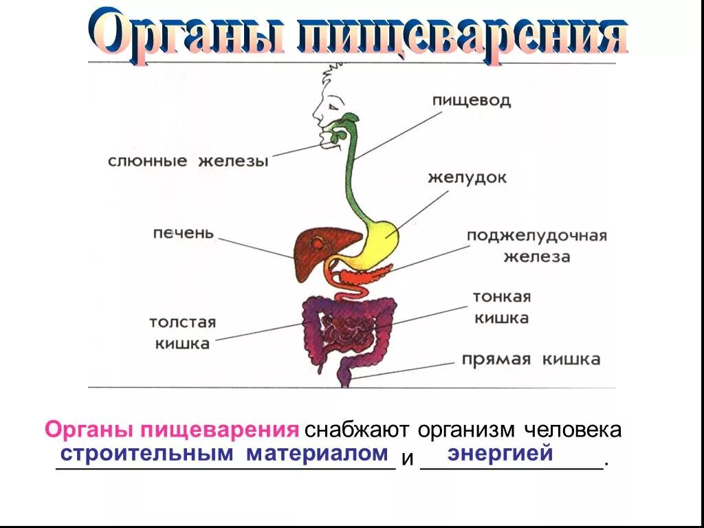 Пищеварительная система человека схема 3 класс окружающий мир. Схема пищеварительной системы человека для детей. Система органов пищеварения 3 класс. Система пищеварения человека 3 класс окружающий мир схема. Как работает наш организм презентация