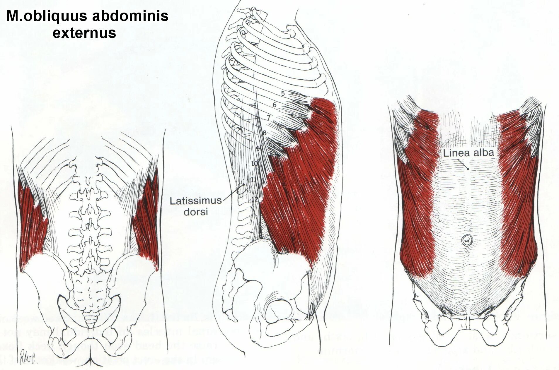 Функции косой мышцы. Obliquus externus abdominis. апоневроз наружной мышцы живота. апоневроз наружной косой мышцы живота. апоневроз наружной косой мышцы живота функция.