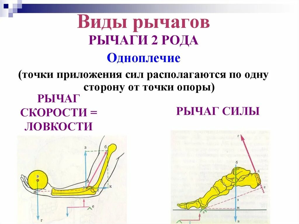 Рычаг 1 рода в биомеханике. Рычаг 1 рода: рычаг силы в биомеханике. Рычаги в биомеханике анатомия рода. Рычаг 2 рода в биомеханике.