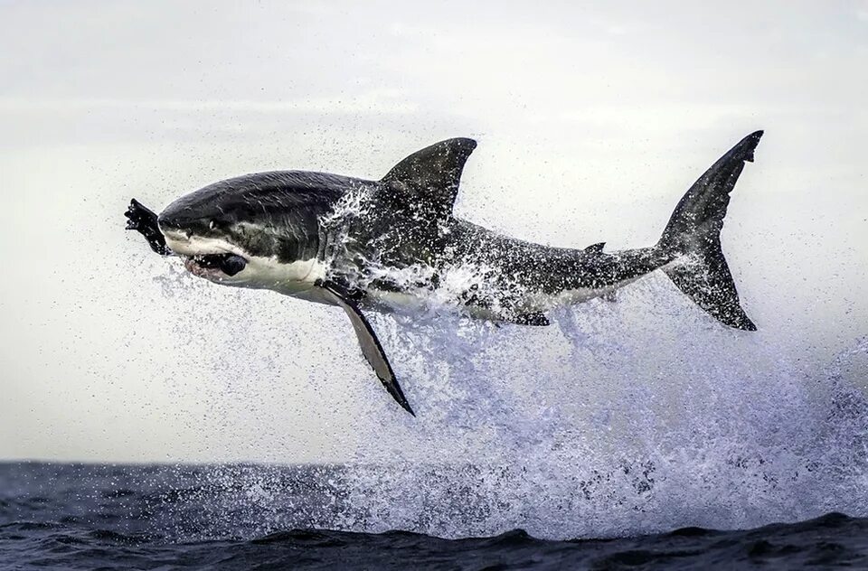 Какую скорость развивает белая акула. Белая акула. Красивые акулы. Акула фото. Белая акула фото.