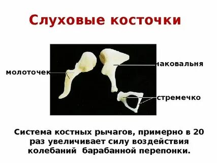 Колебание слуховых косточек