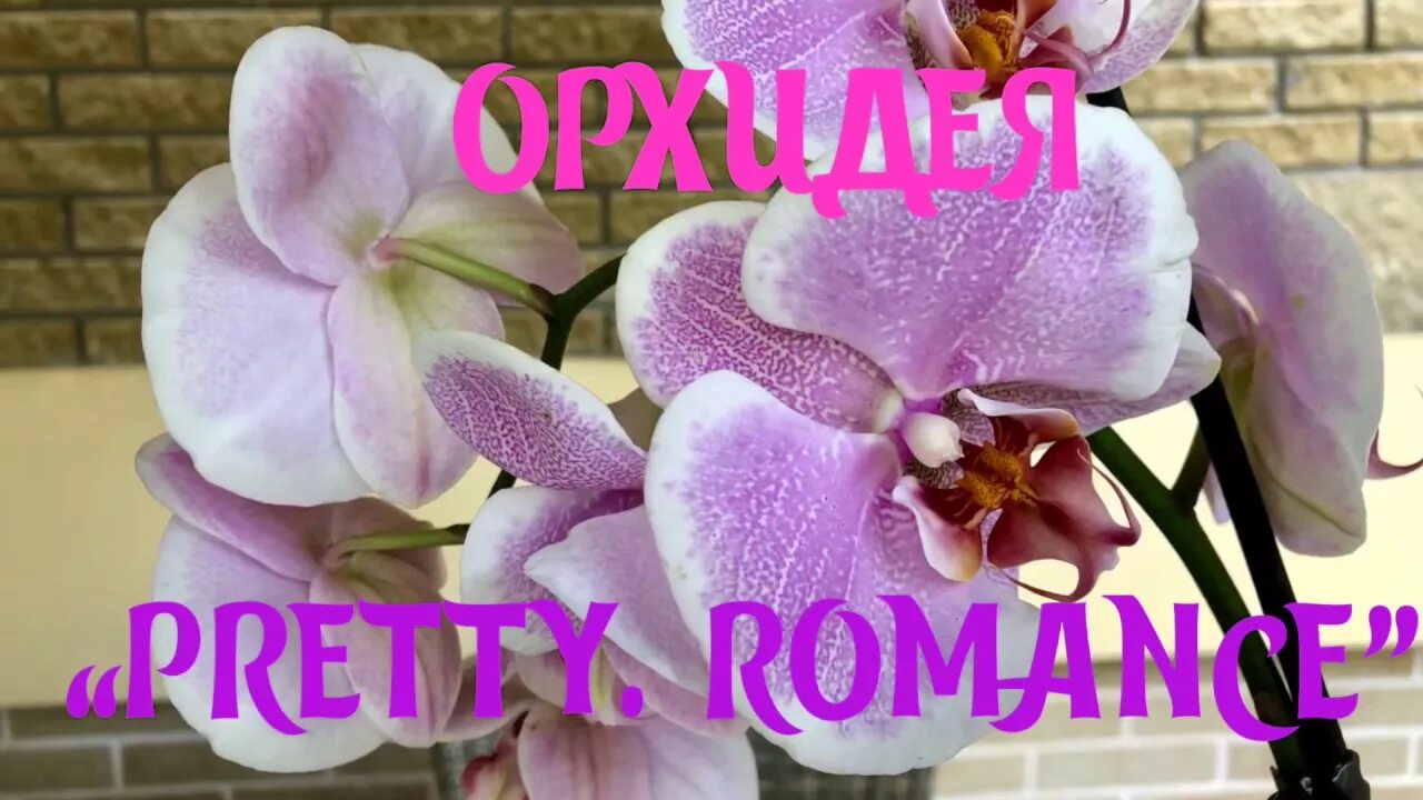 Претти романс орхидея фото и описание