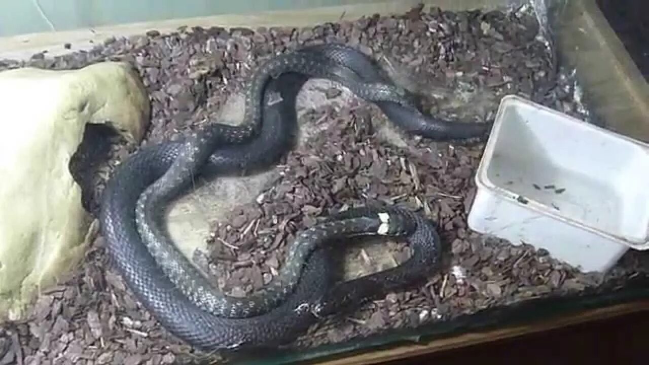 Уж с желтыми пятнами. Обыкновенный уж natrix natrix. Обыкновенный уж natrix natrix. Обыкновенный уж меланист. Желтоухий уж.