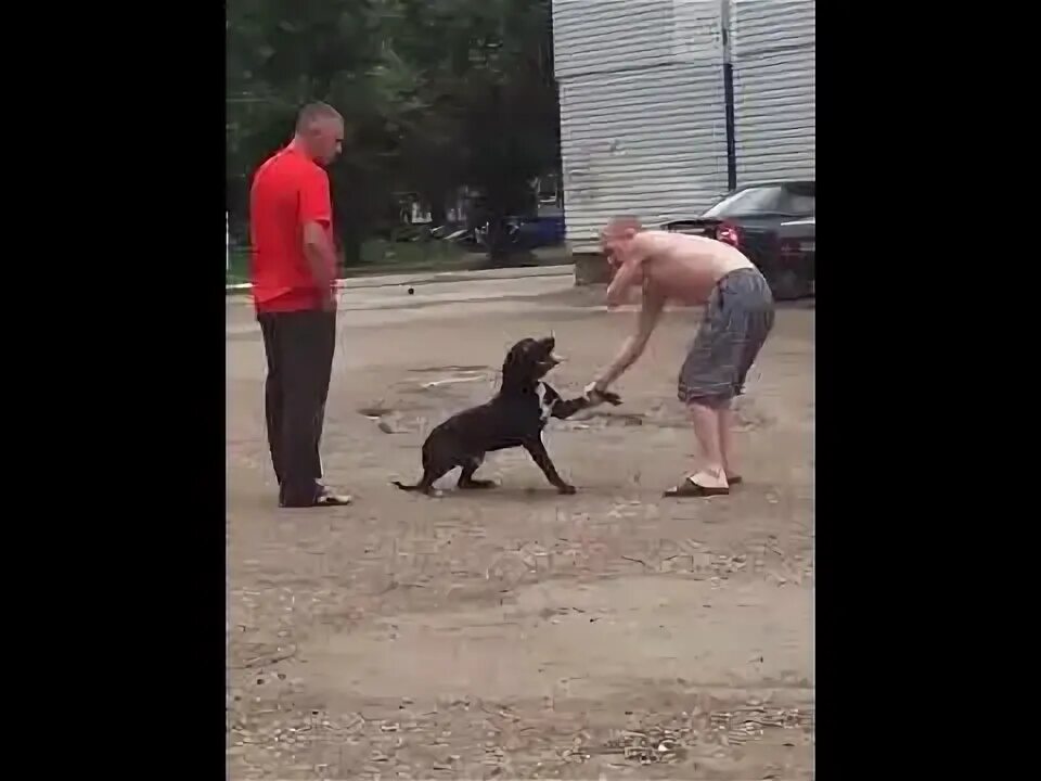 Нападение собак видео. Нападение питбуля на хозяев. Нападение питбуля на собаку.