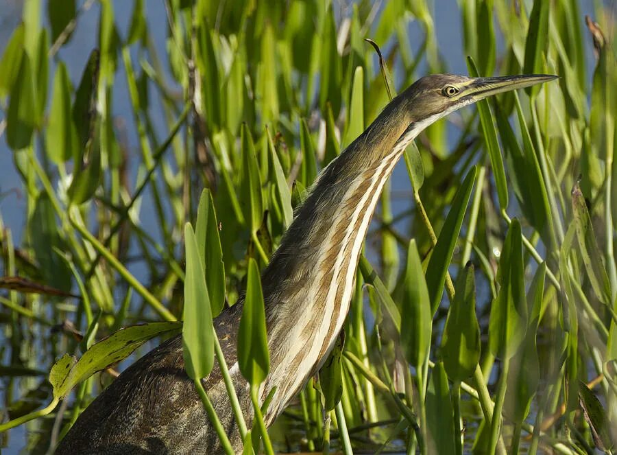 American Bittern. Botaurus poiciloptilus. American Bittern aggressive. American Bittern EBIRD.