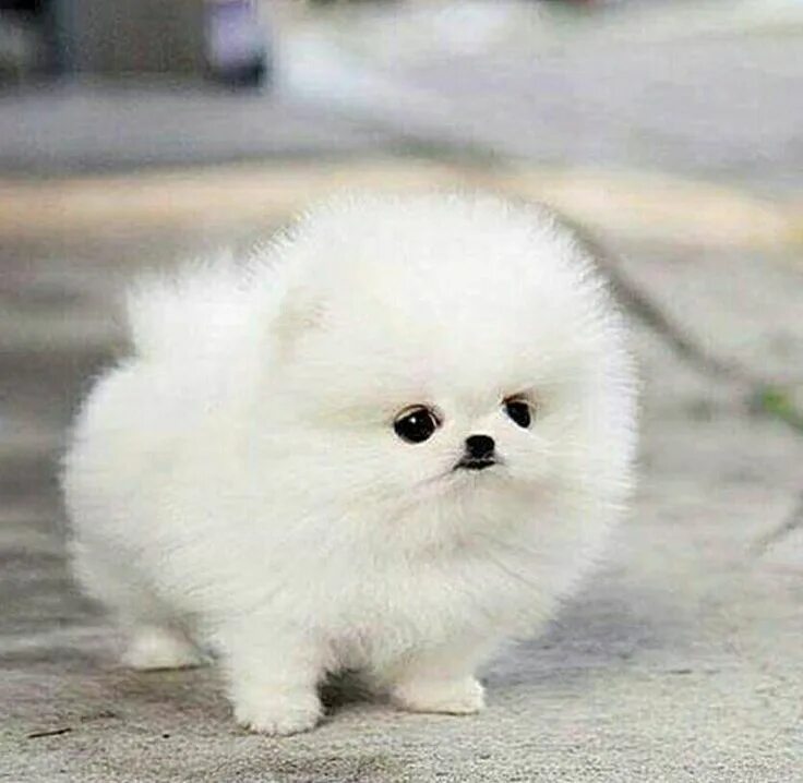Померанский белый шпиц белый. Teacup pomeranian порода. Китайский померанский шпиц белый. Кучерявый шпиц порода. Померанский шпиц голубой.