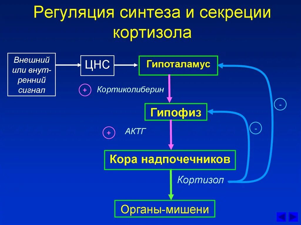 Регуляция секреторных функций. Механизм действия кортизола биохимия схема. механизм действия кортизола схема. регуляция выработки гормонов надпочечников. регуляция синтеза кортизола.