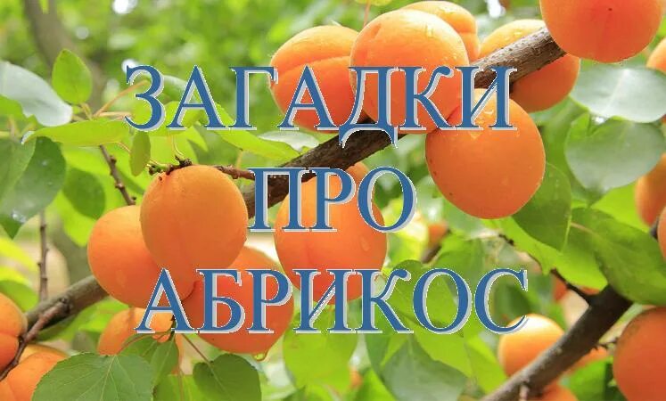 цвета абрикос песня ремикс. мемы с кросами. цвета абрикос песня ремикс. цвета абрикос песня ремикс. кроссы цветы абрикоса.