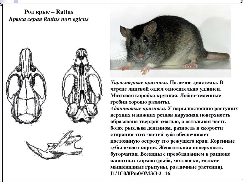 Расположение внутренних органов крысы. Серая крыса строение. Строение грызунов. Серая крыса строение. Серая крыса строение.