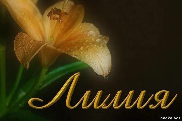 с днём рождения лилия. картинки с именем лиля. поздравления с днём рождения женщине лилии. с днём рождения лиля. обои с именем лиля.