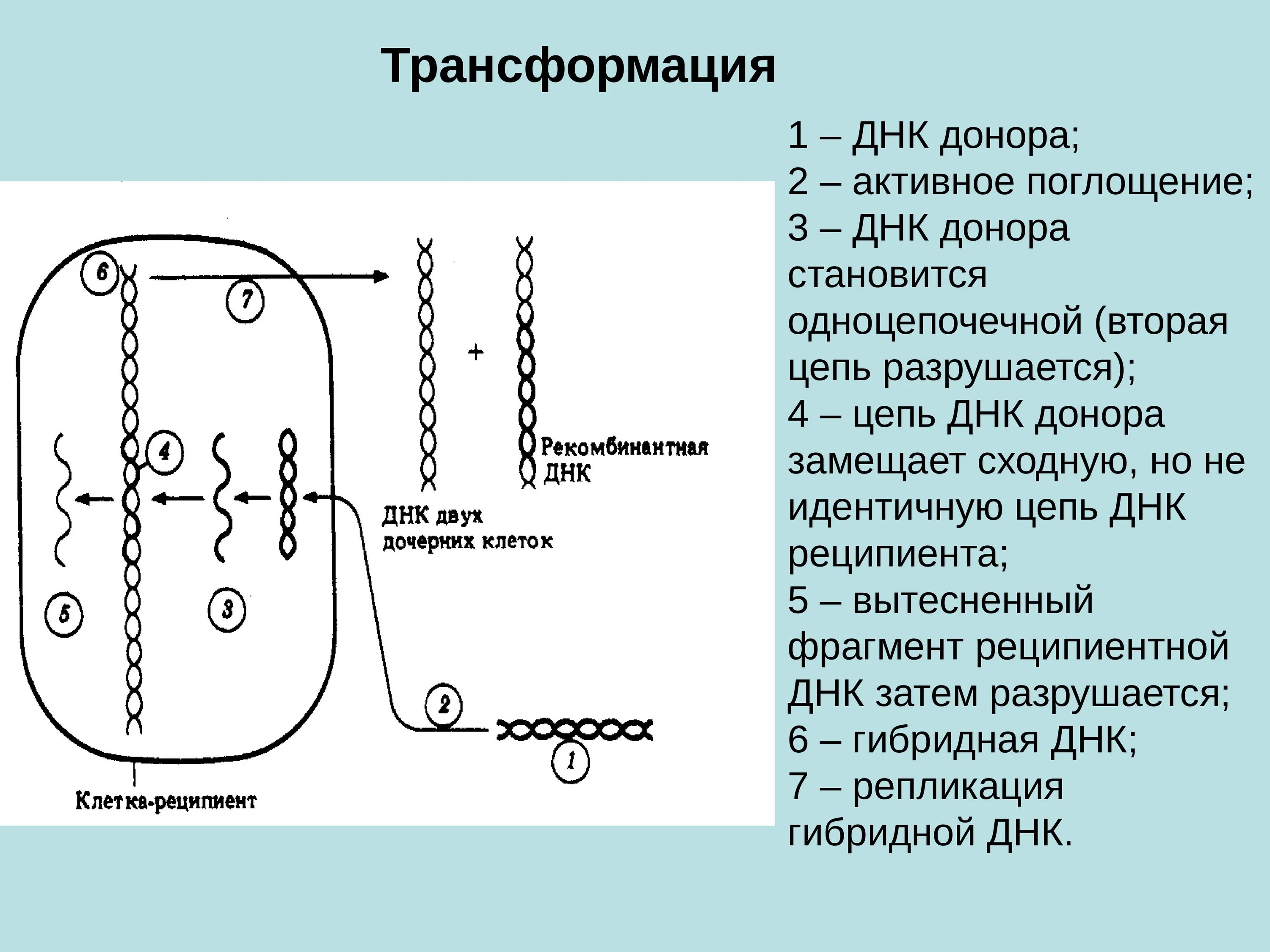 Трансформация клеток. Трансформация биотехнология. клетка реципиент это. трансформирующая днк.