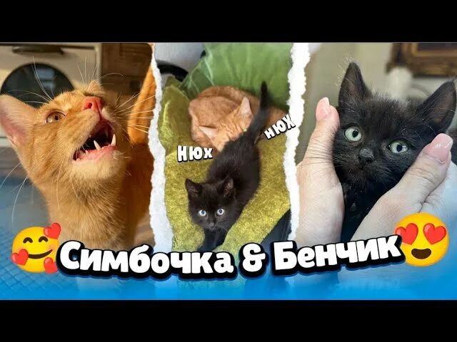 Симбочка и Бенчик. Симбочка пимпочка бенчики. Бенчик котик. Симбочка пимпочка анимация. Симбочка пимпочка мурсдей