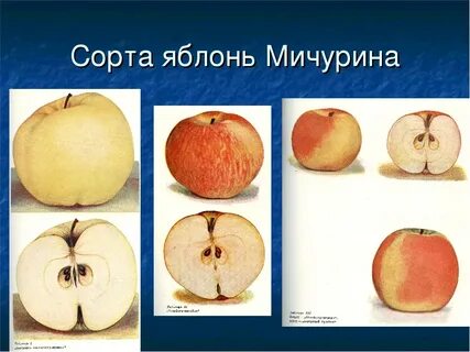 Энциклопедия сортов